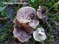 Sarcodon imbricatus-amf908